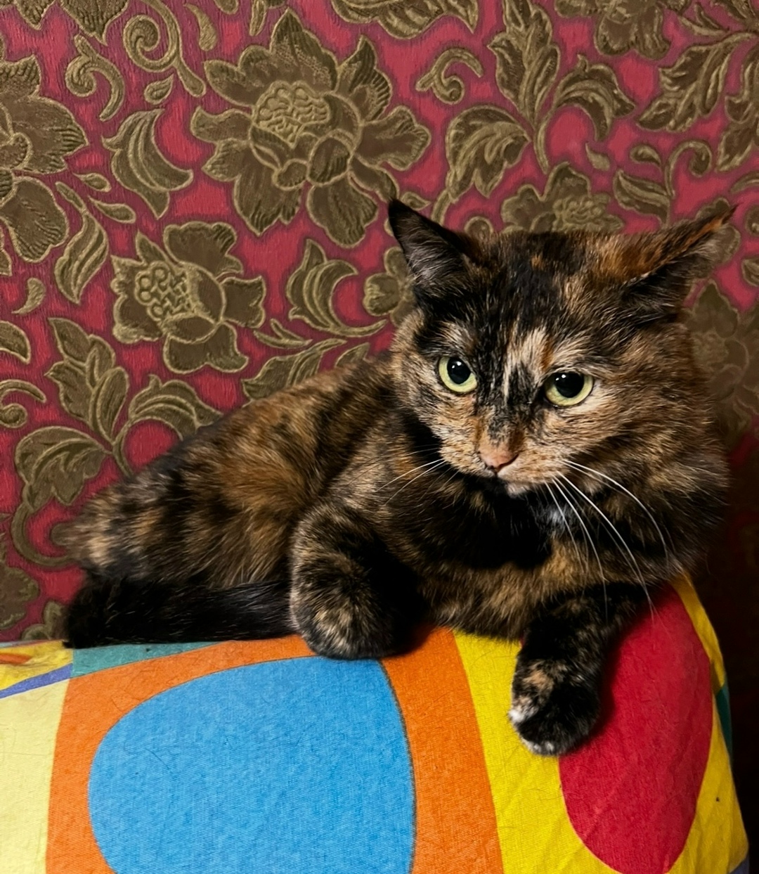 Пропала кошка в Перми — фото объявления