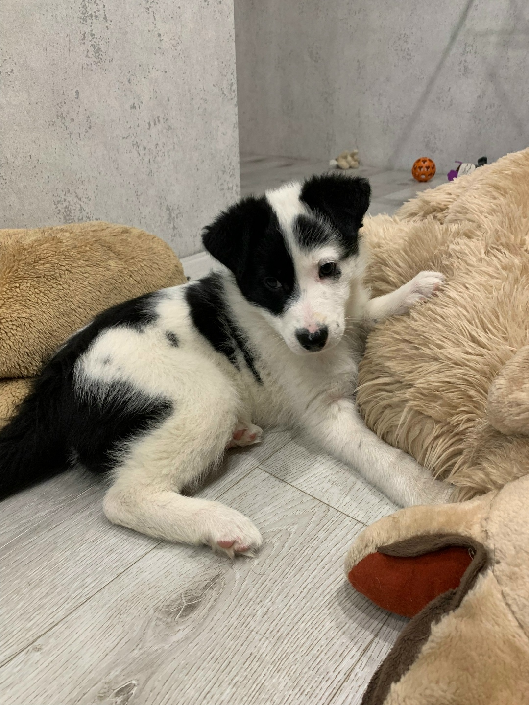 Найдена собака в Перми — фото объявления