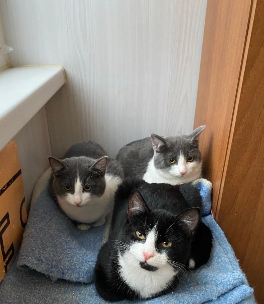 Найдена кошка в Перми — фото объявления