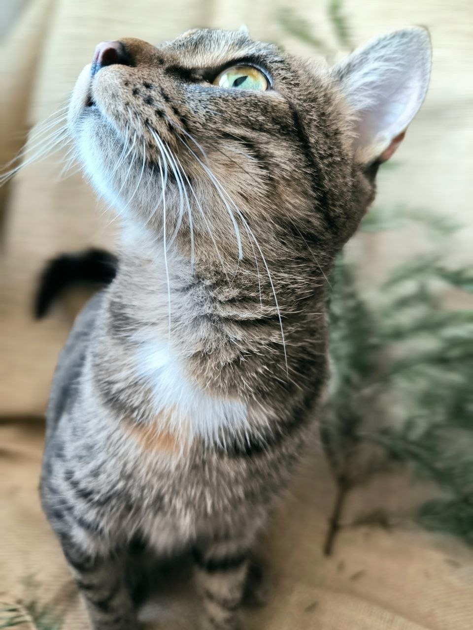 Найдена собака в Перми — фото объявления