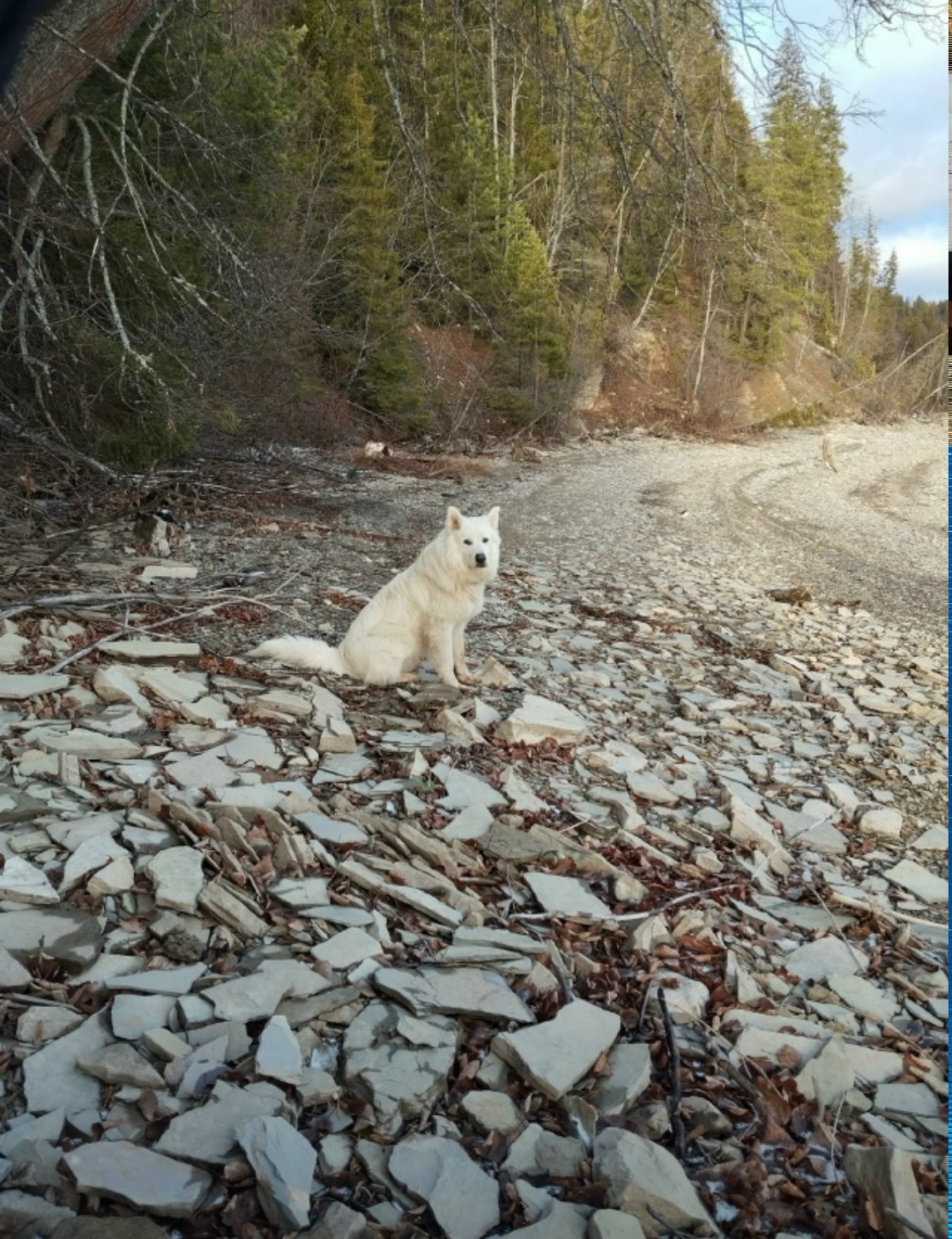 Пропала собака в Перми — фото объявления