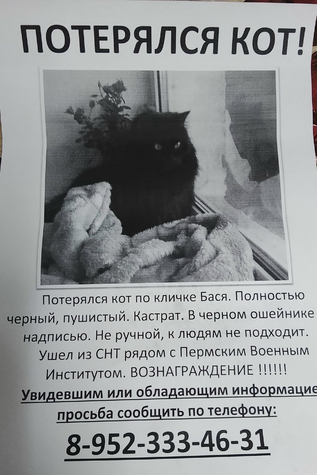Пропала кошка в Перми — фото объявления