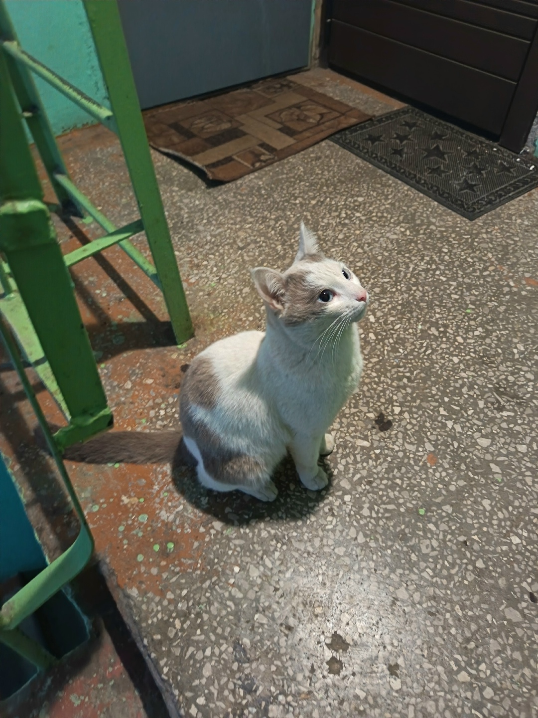 Пропала кошка в Перми — фото объявления