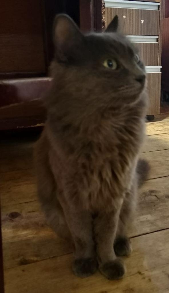 Пропала кошка в Перми — фото объявления