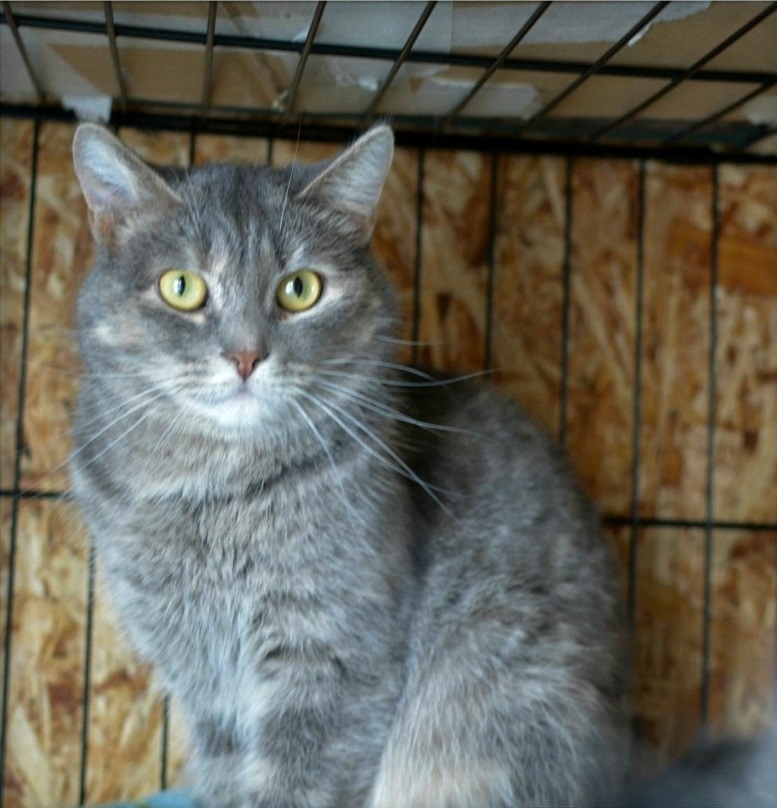 Найдена кошка в Перми — фото объявления