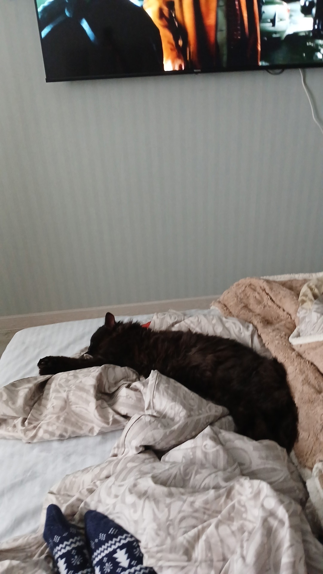 Найдена кошка в Перми — фото объявления