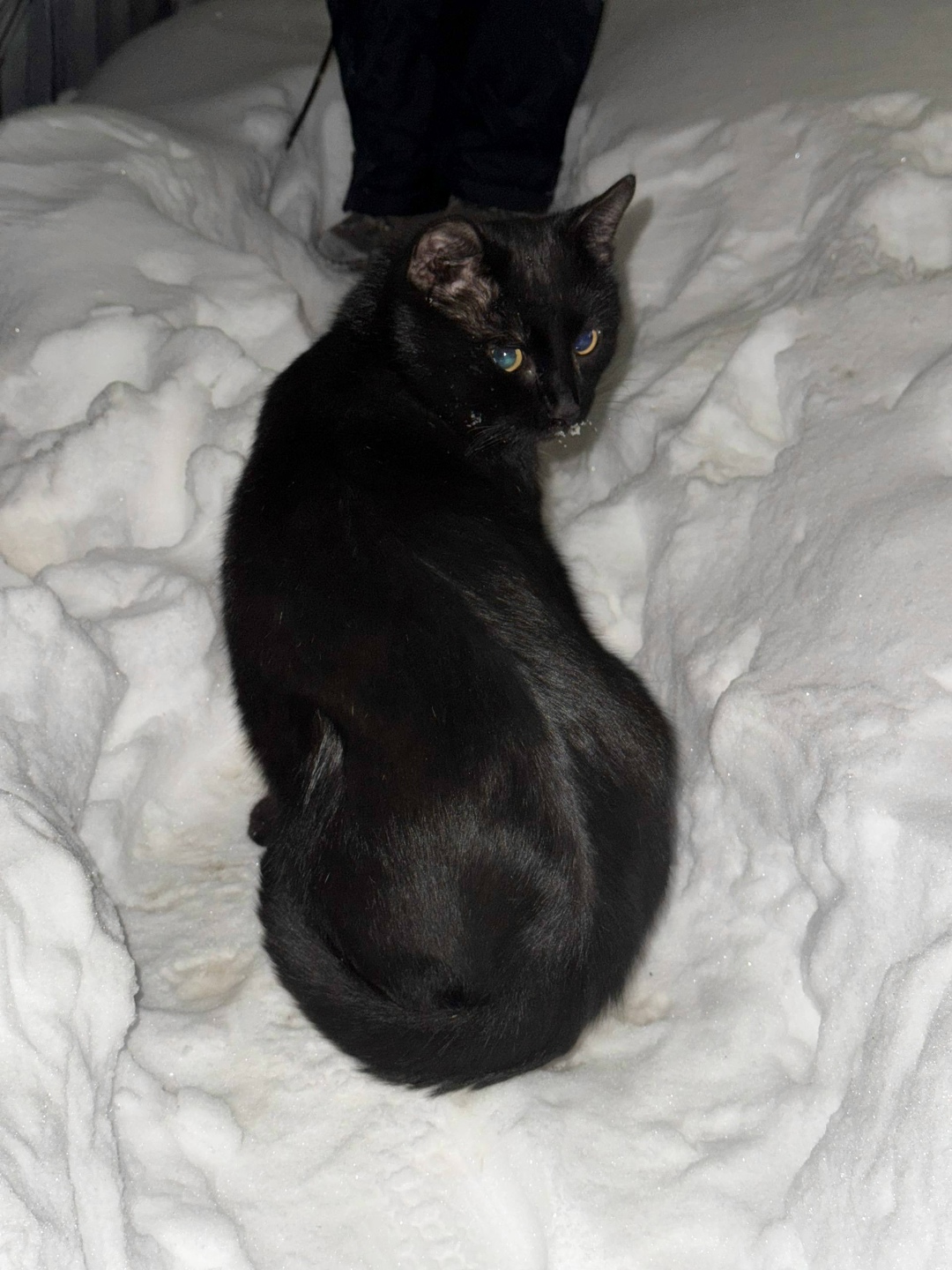 Пропала кошка в Перми — фото объявления