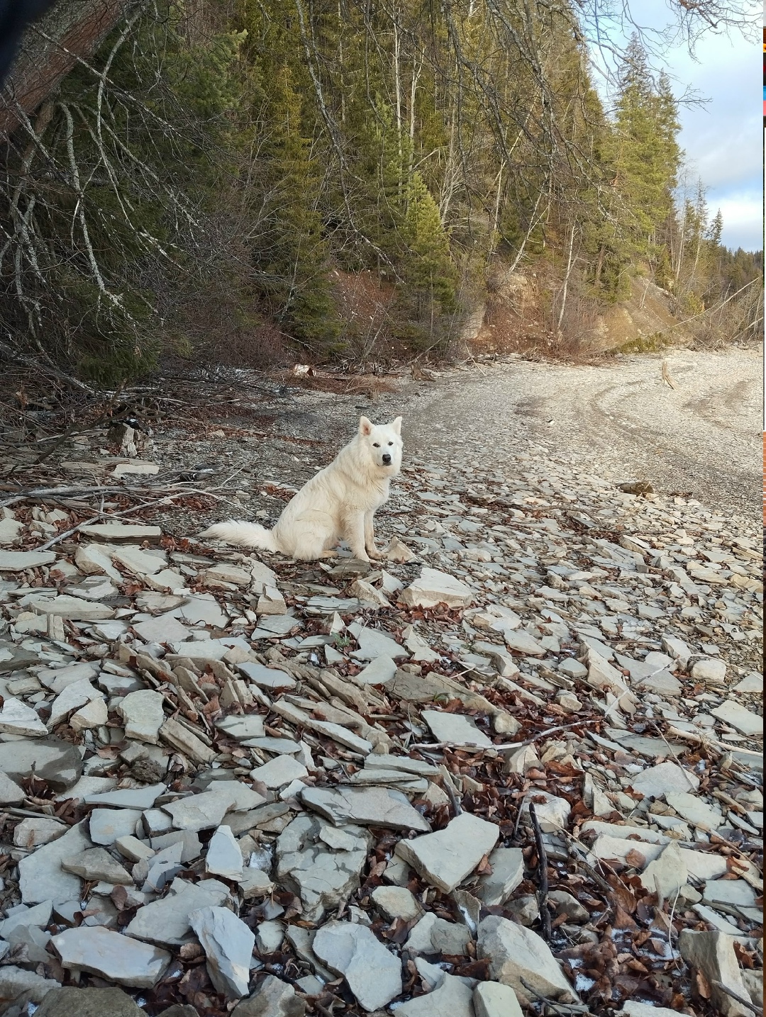 Пропала собака в Перми — фото объявления