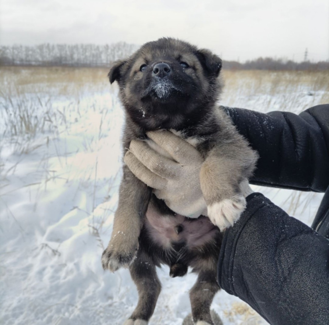Найдена собака в Перми — фото объявления