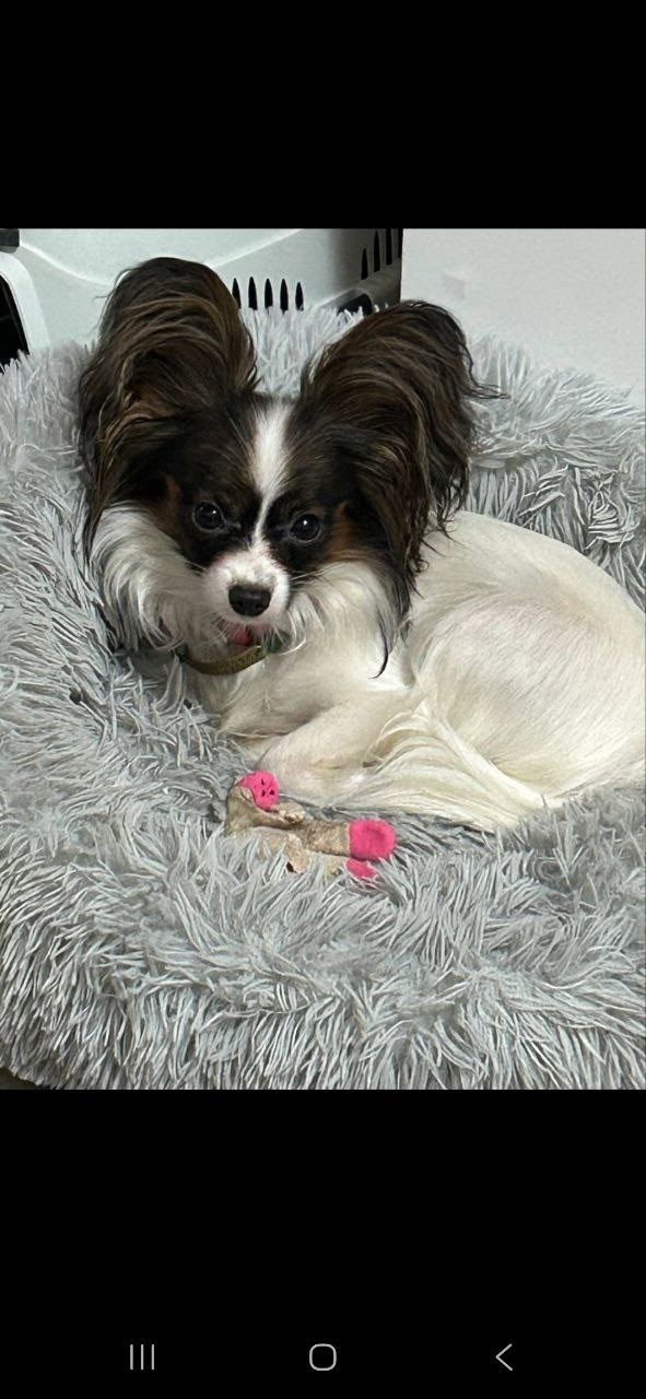 Пропала собака в Перми — фото объявления