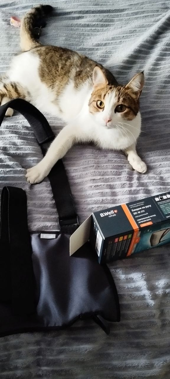 Найдена кошка в Перми — фото объявления