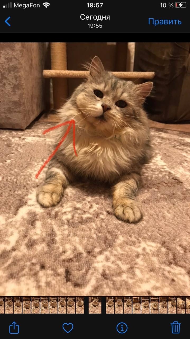 Найдена собака в Перми — фото объявления