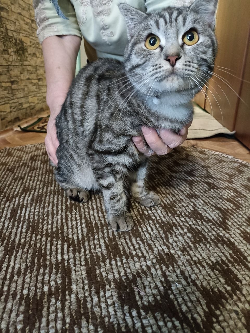 Найдена кошка в Перми — фото объявления