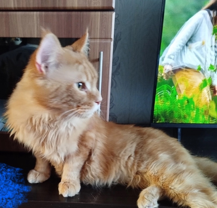 Найдена кошка в Перми — фото объявления