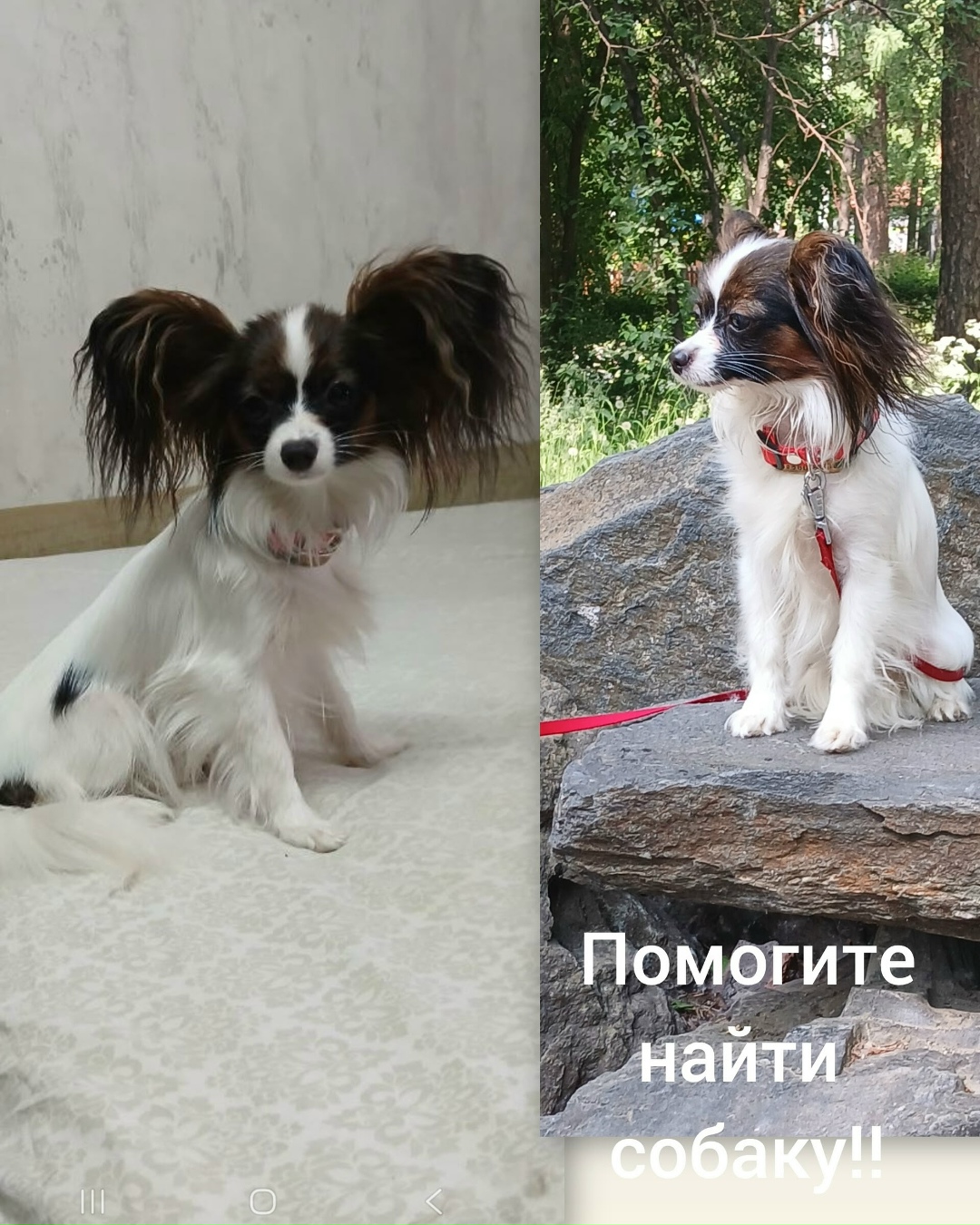 Пропала собака в Перми — фото объявления