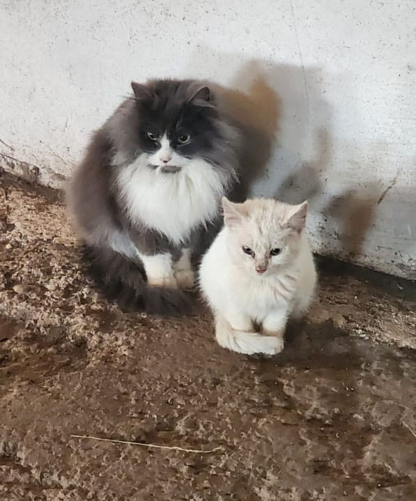 Найдена собака в Перми — фото объявления