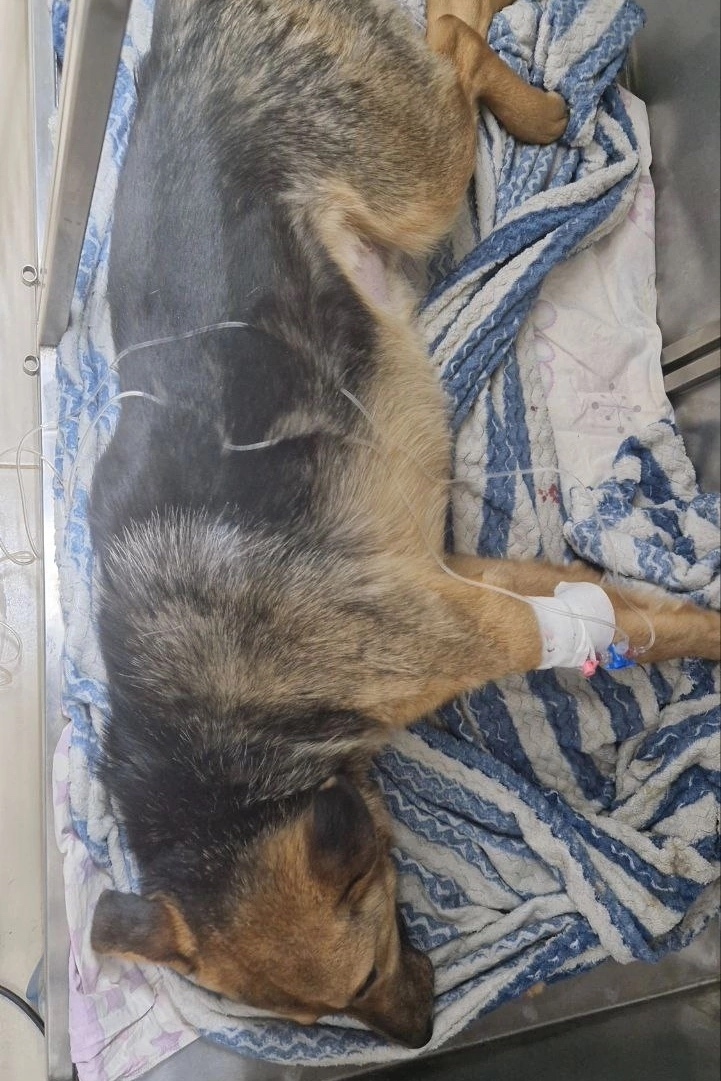 Найдена собака в Перми — фото объявления