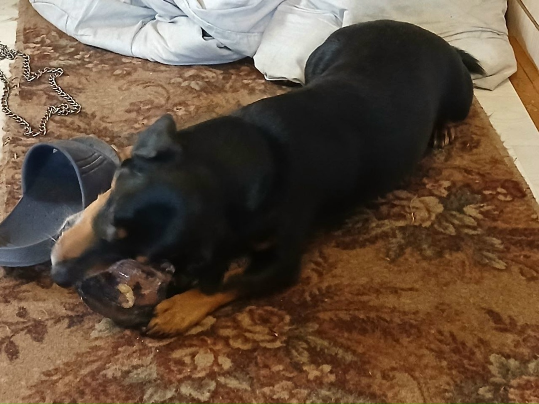 Пропала собака в Перми — фото объявления