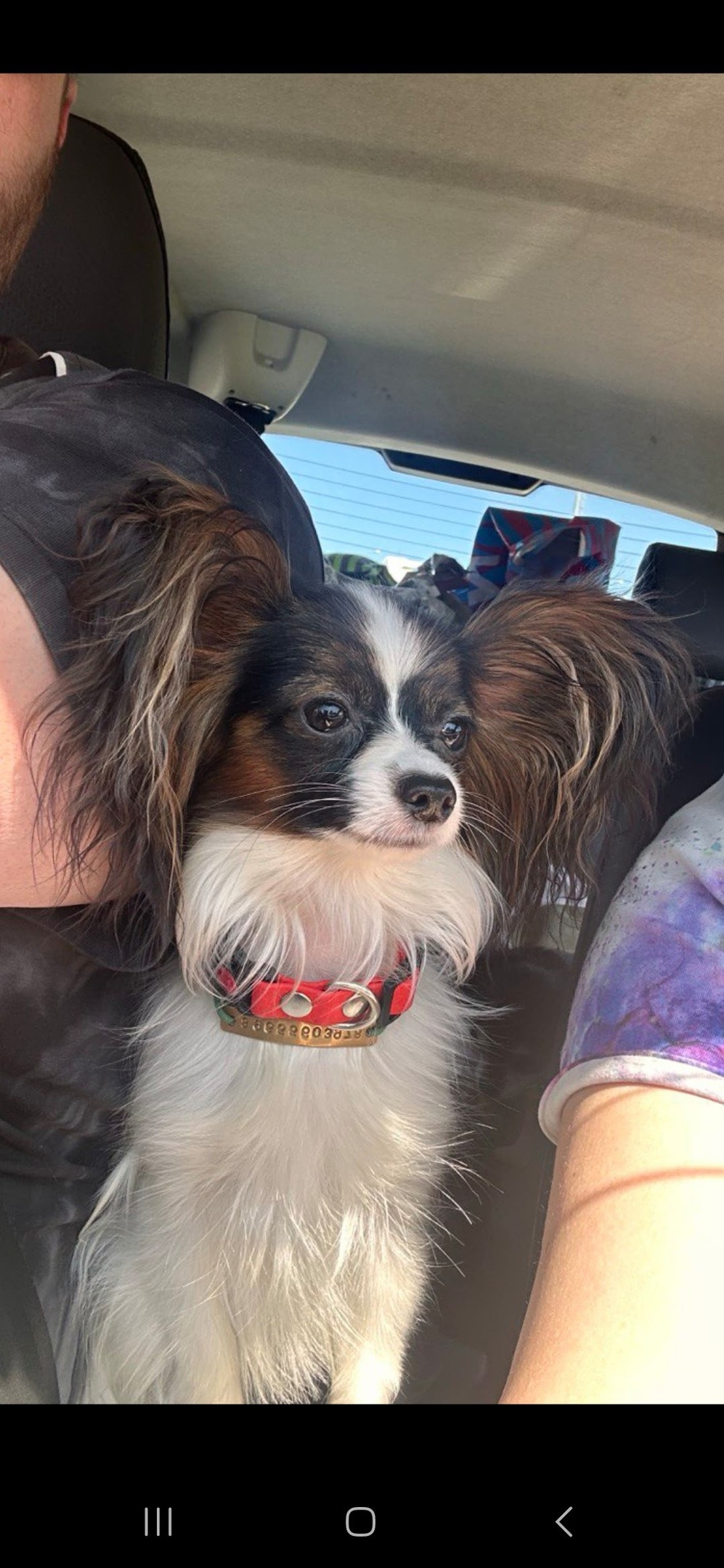 Пропала собака в Перми — фото объявления