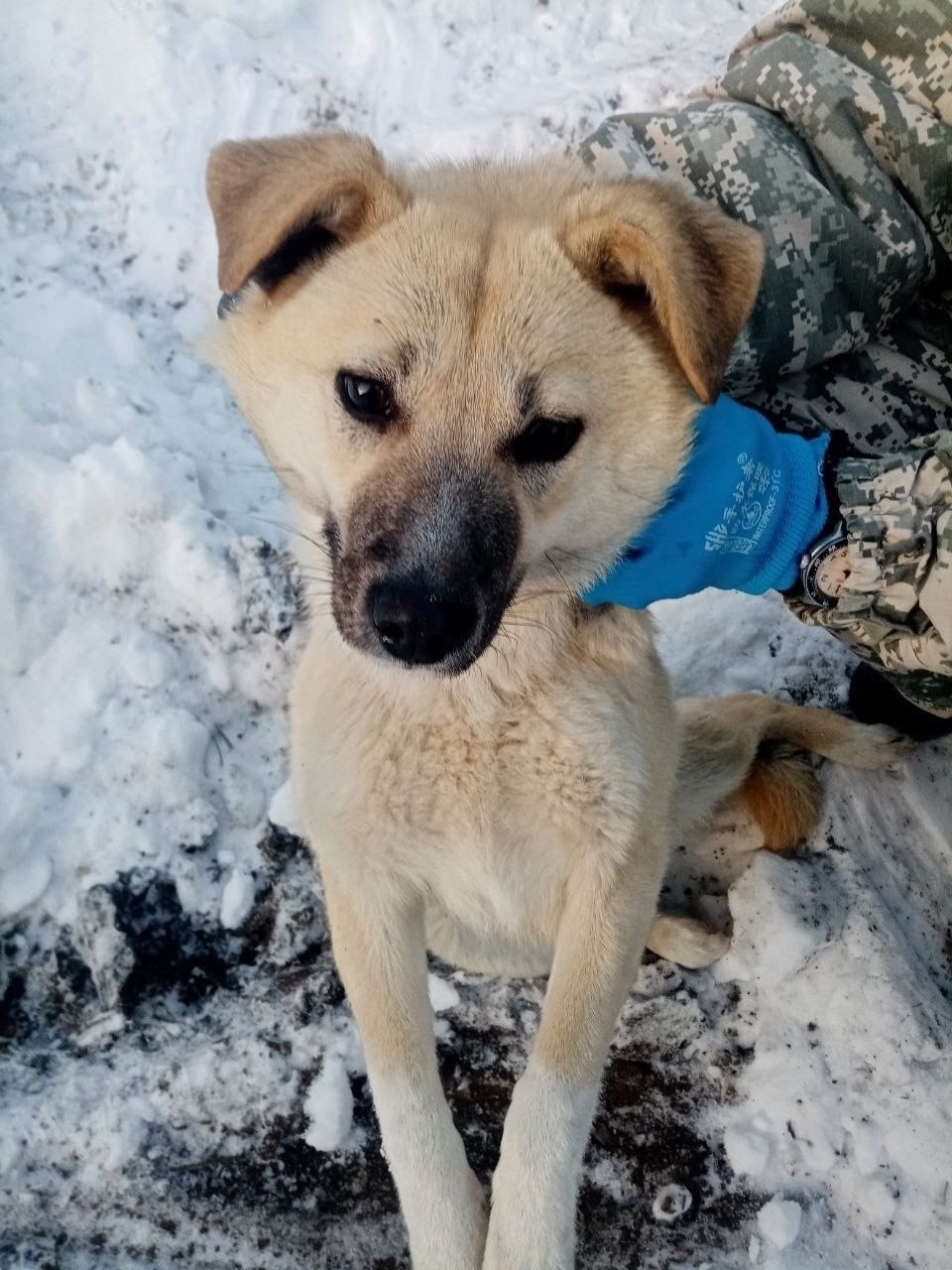 Пропала собака в Перми — фото объявления