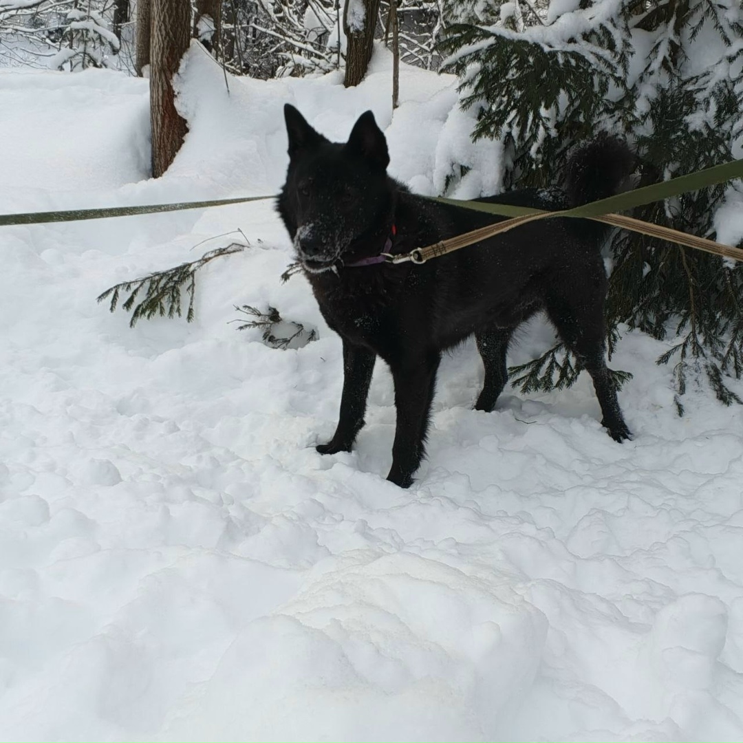 Найдена собака в Перми — фото объявления