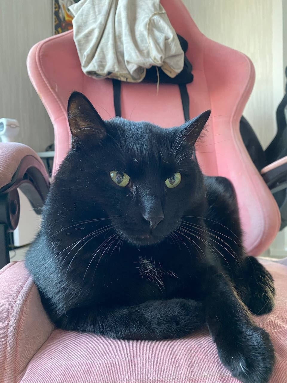 Найдена собака в Перми — фото объявления