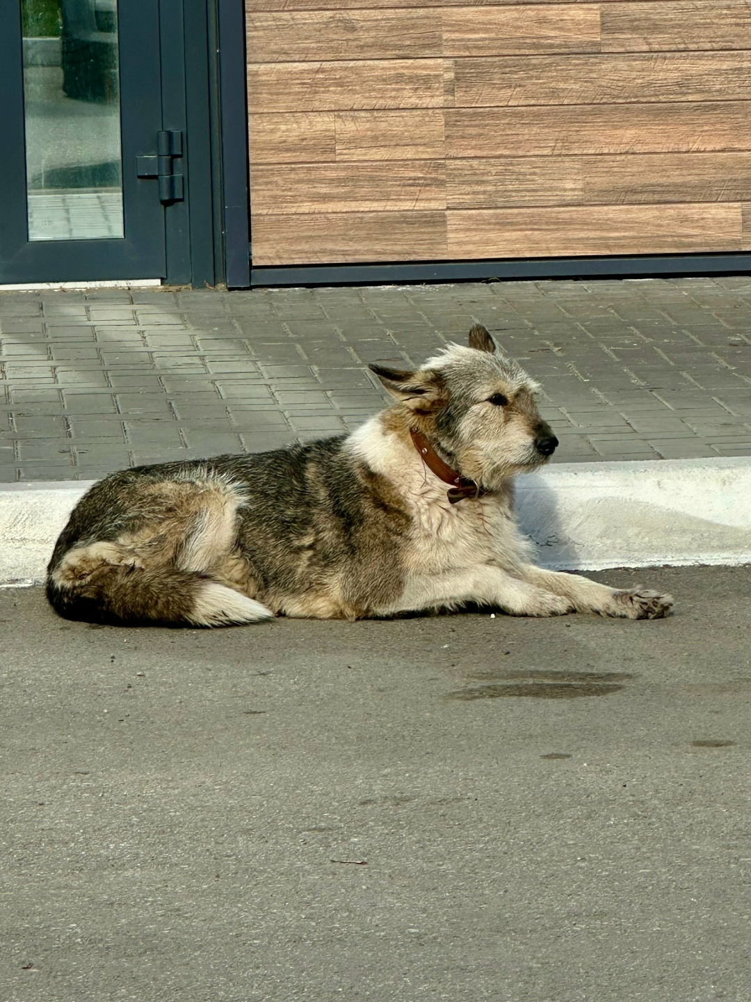 Пропала собака в Перми — фото объявления