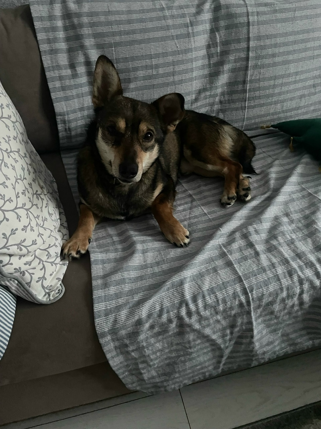 Найдена собака в Перми — фото объявления