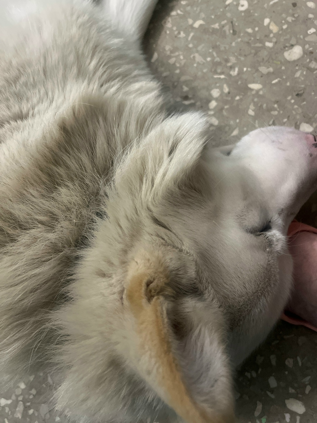 Пропала собака в Перми — фото объявления