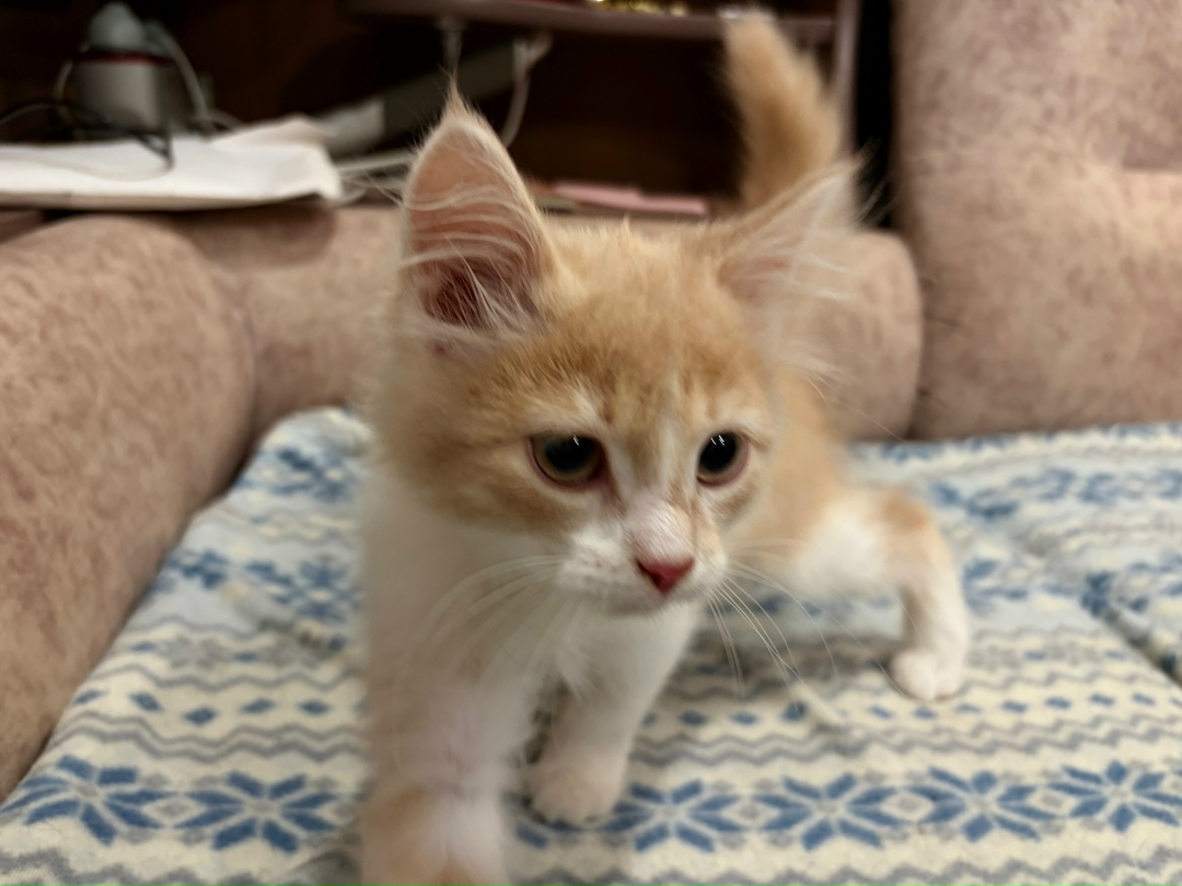 Найдена кошка в Перми — фото объявления