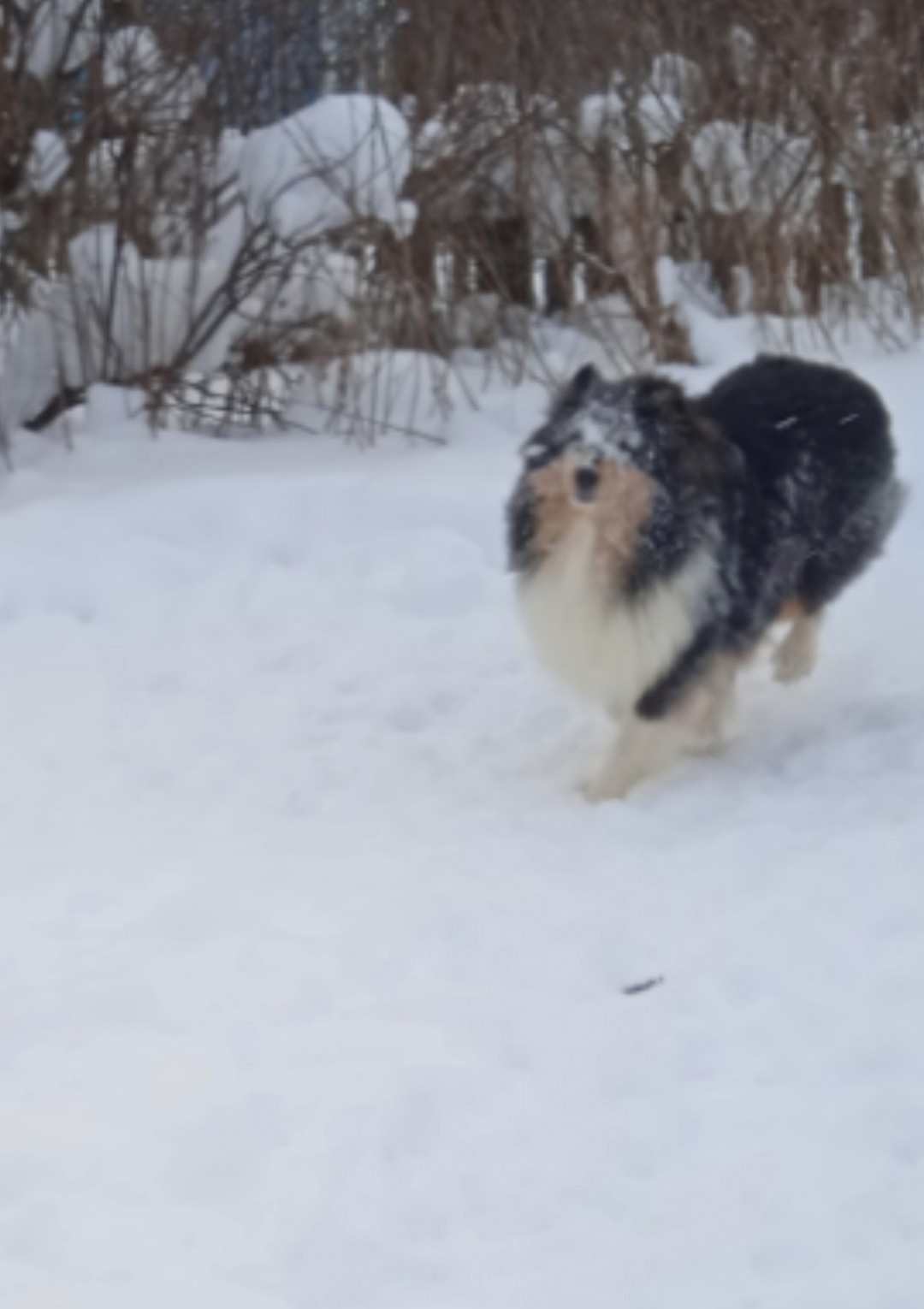 Пропала собака в Перми — фото объявления