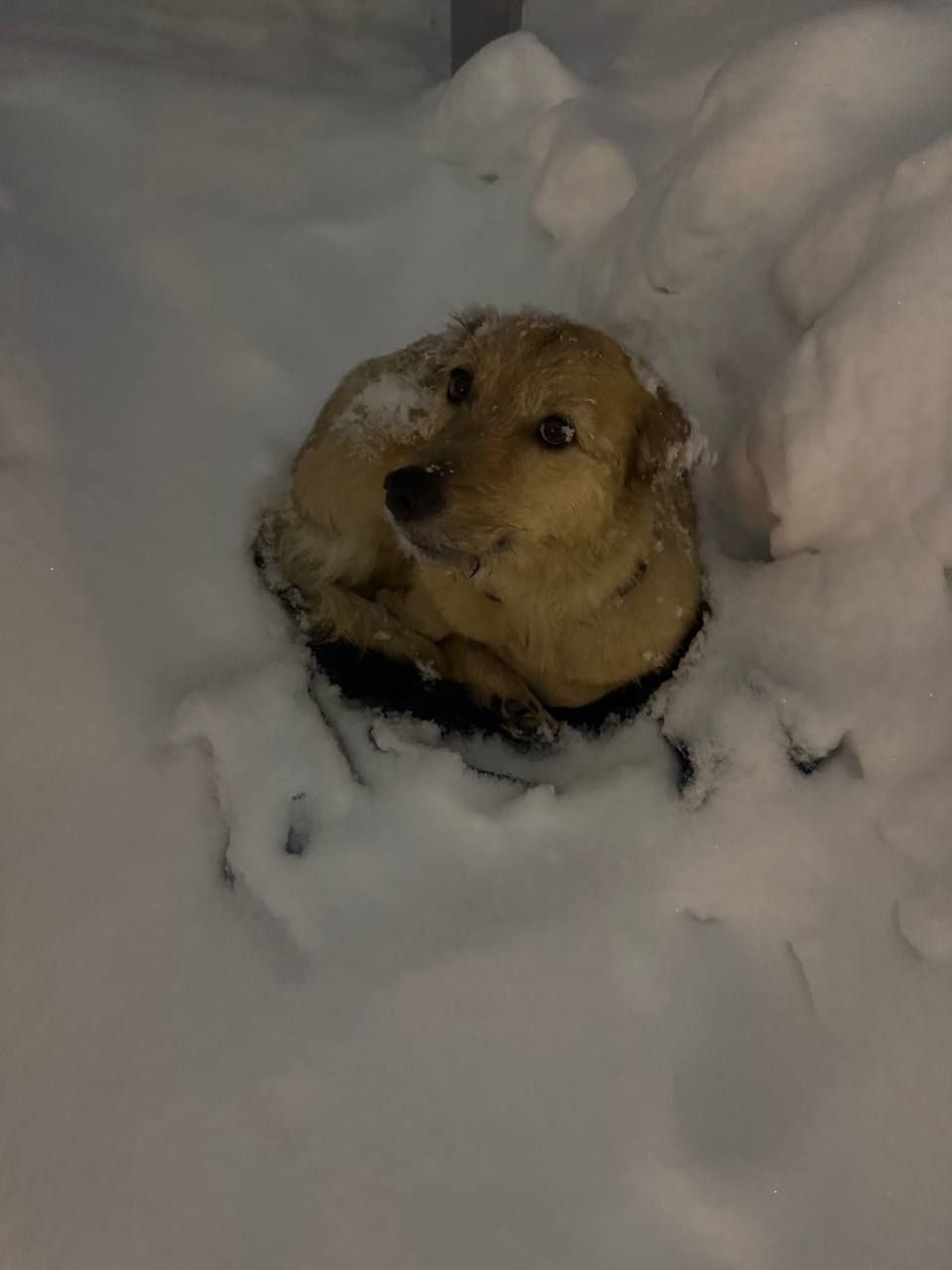 Найдена собака в Перми — фото объявления