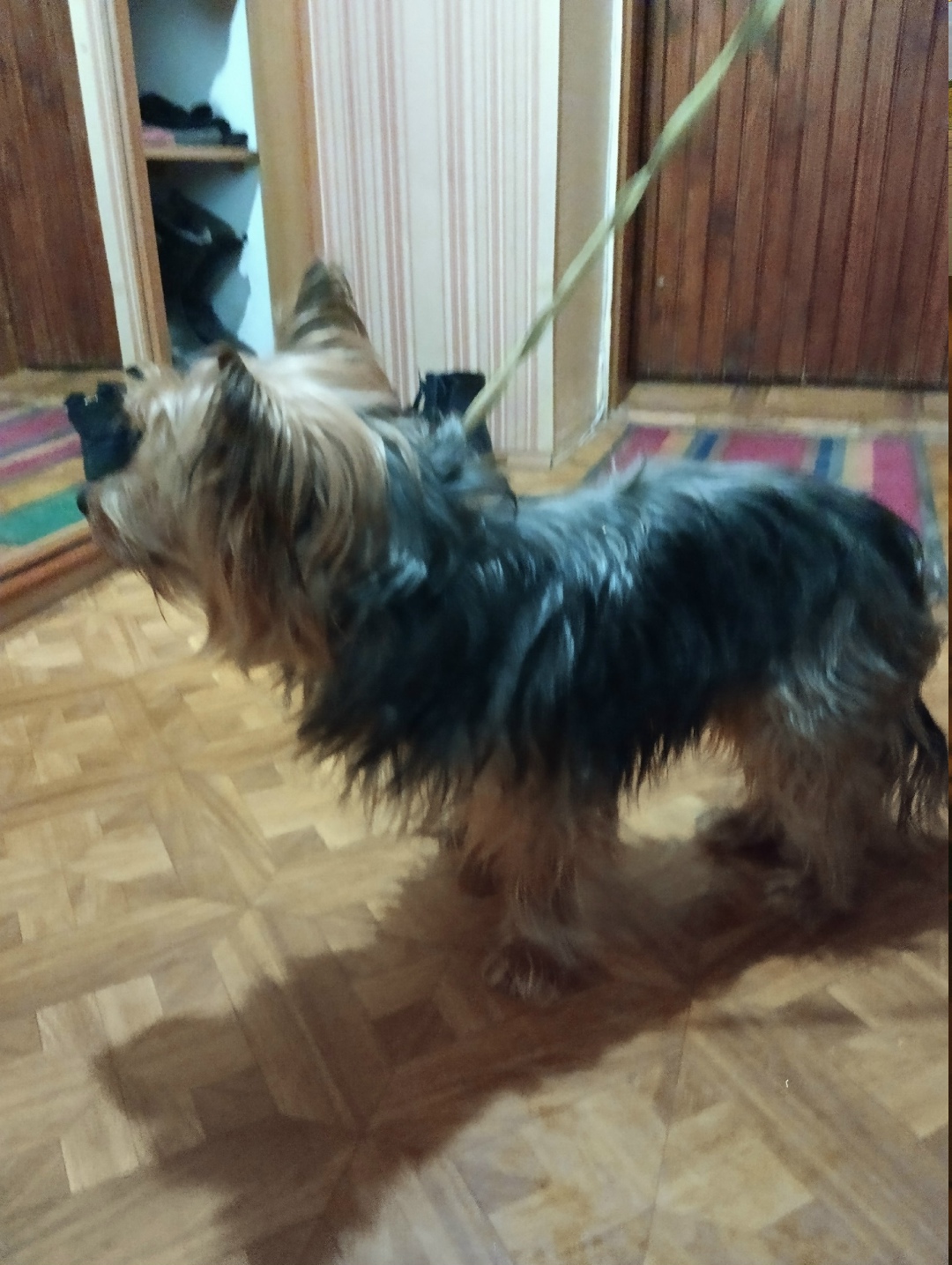 Пропала собака в Перми — фото объявления