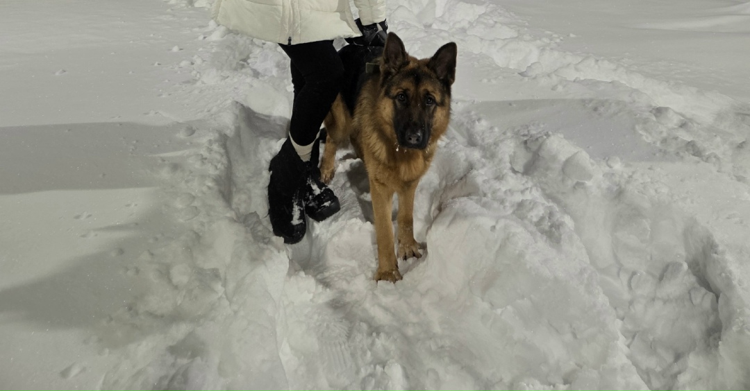 Пропала собака в Перми — фото объявления