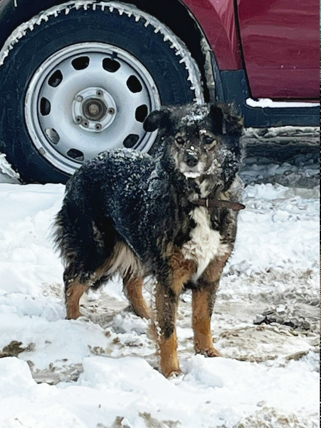 Найдена собака в Перми — фото объявления