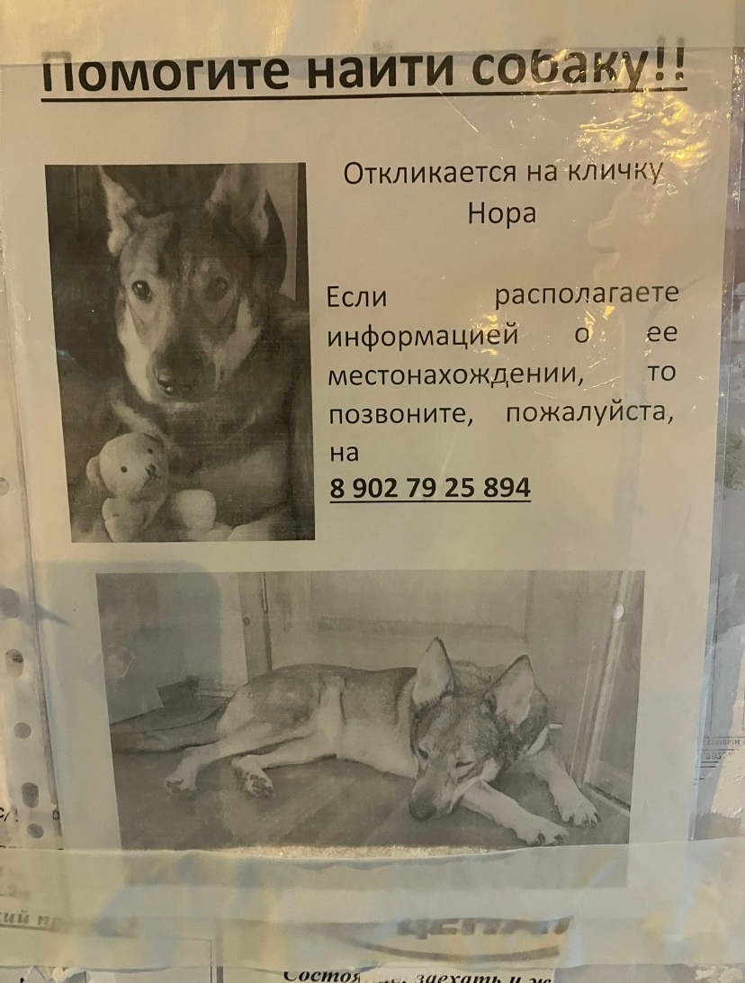 Пропала собака в Перми — фото объявления