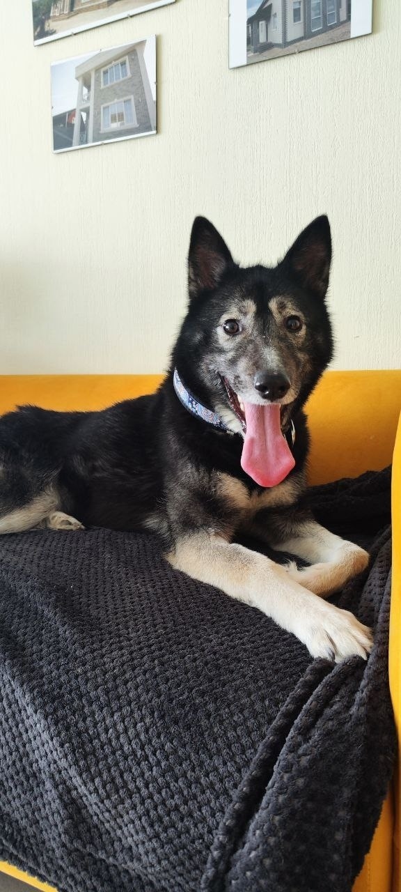 Пропала собака в Перми — фото объявления