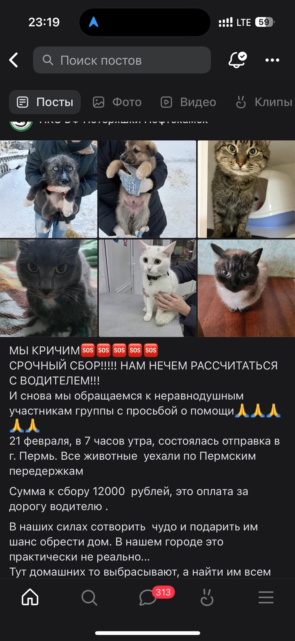 Пропала собака в Перми — фото объявления