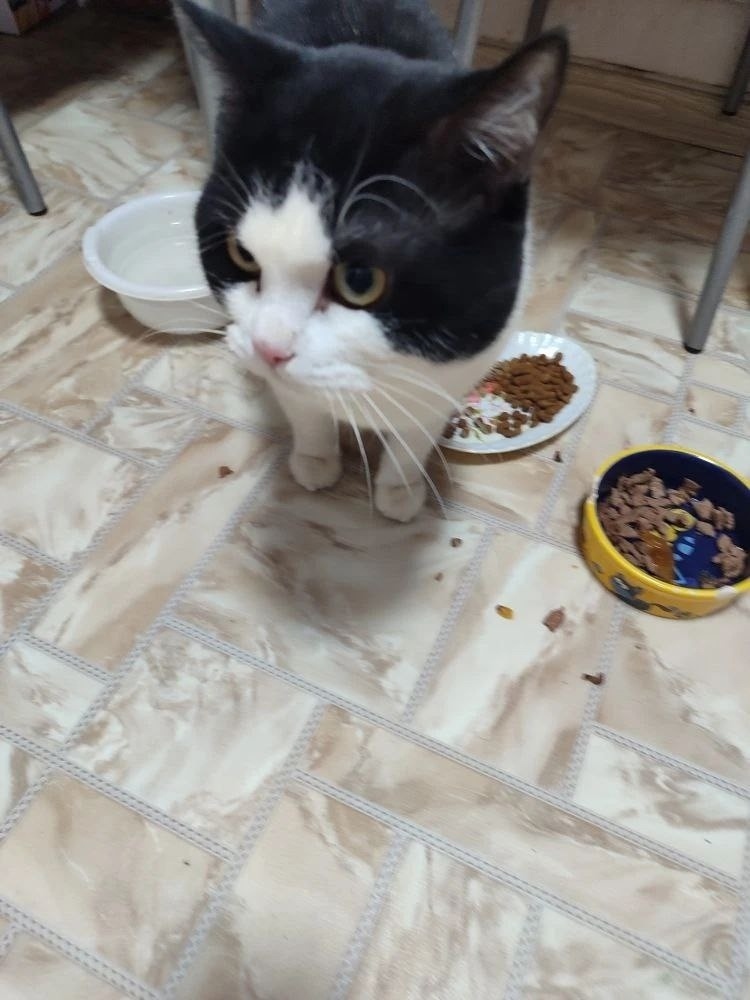 Найдена кошка в Перми — фото объявления