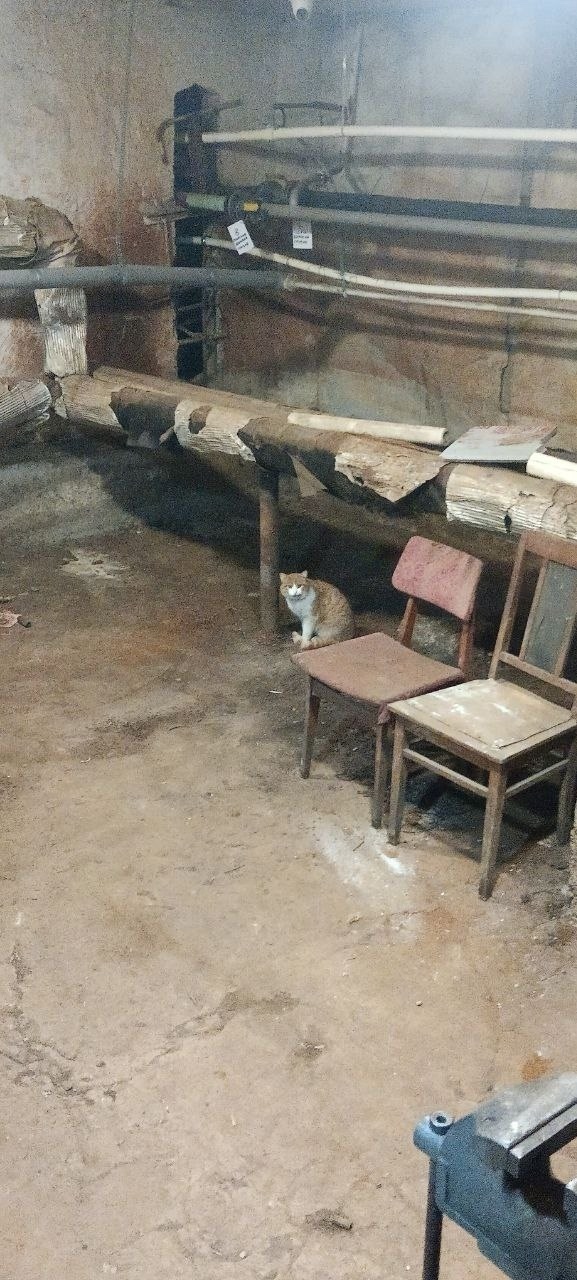 Найдена кошка в Перми — фото объявления