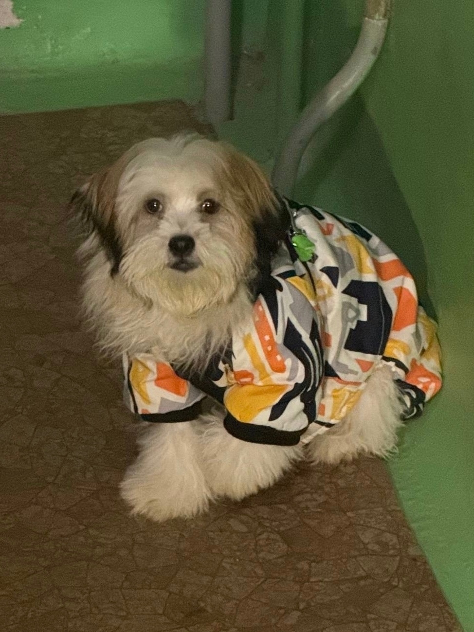 Найдена собака в Перми — фото объявления