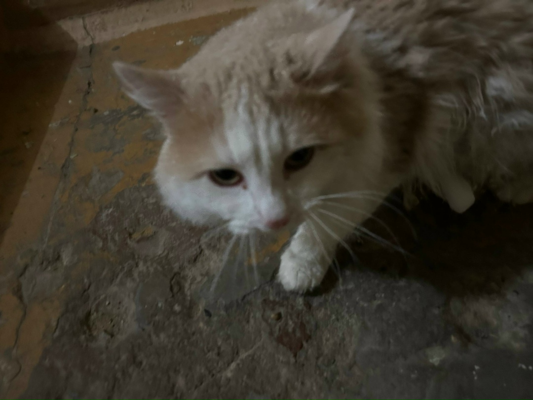 Найдена кошка в Перми — фото объявления