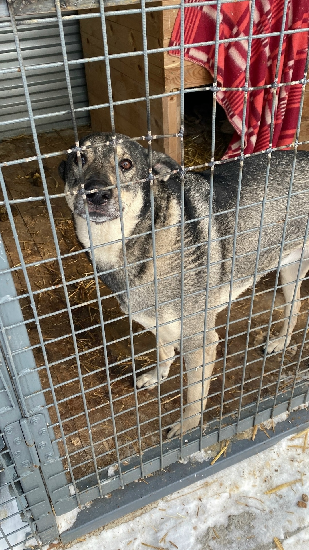 Пропала собака в Перми — фото объявления