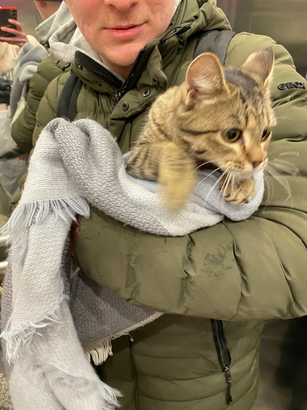 Найдена кошка в Перми — фото объявления