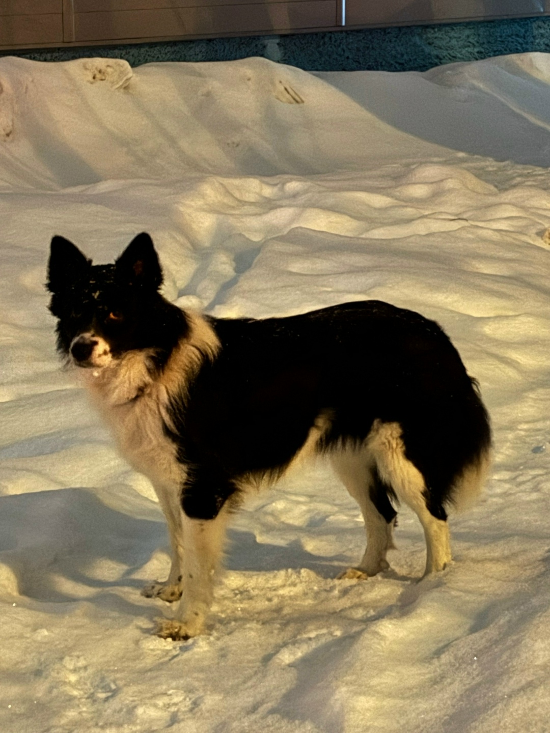 Пропала собака в Перми — фото объявления