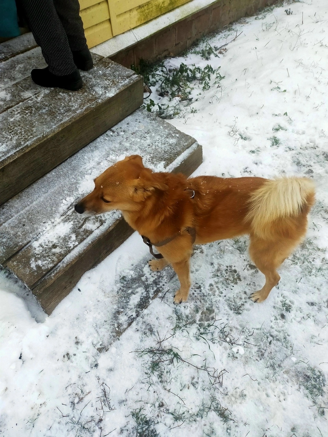 Пропала собака в Перми — фото объявления