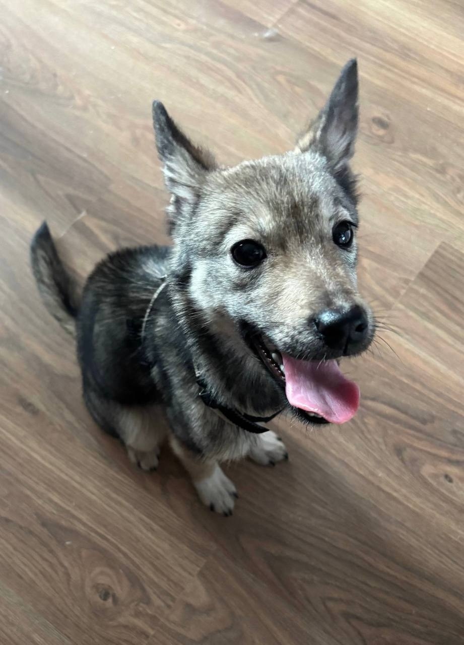 Найдена собака в Перми — фото объявления