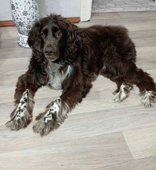 Пропала собака в Перми — фото объявления