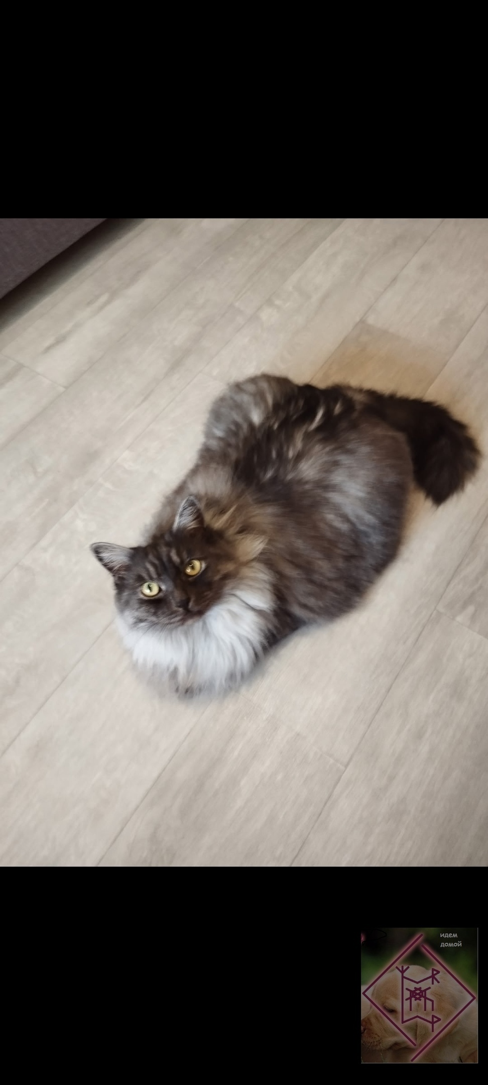 Найдена кошка в Перми — фото объявления
