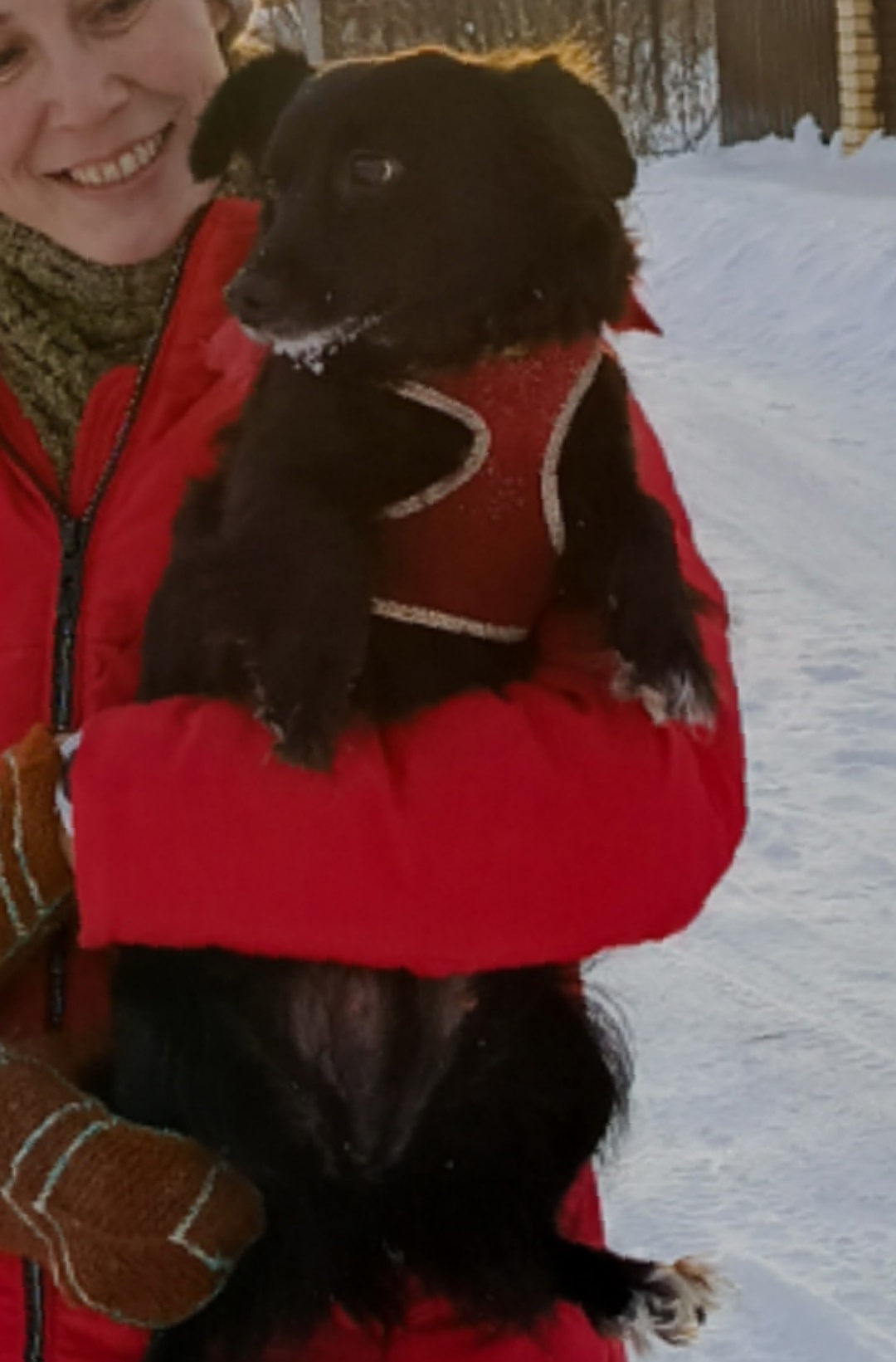 Пропала собака в Перми — фото объявления